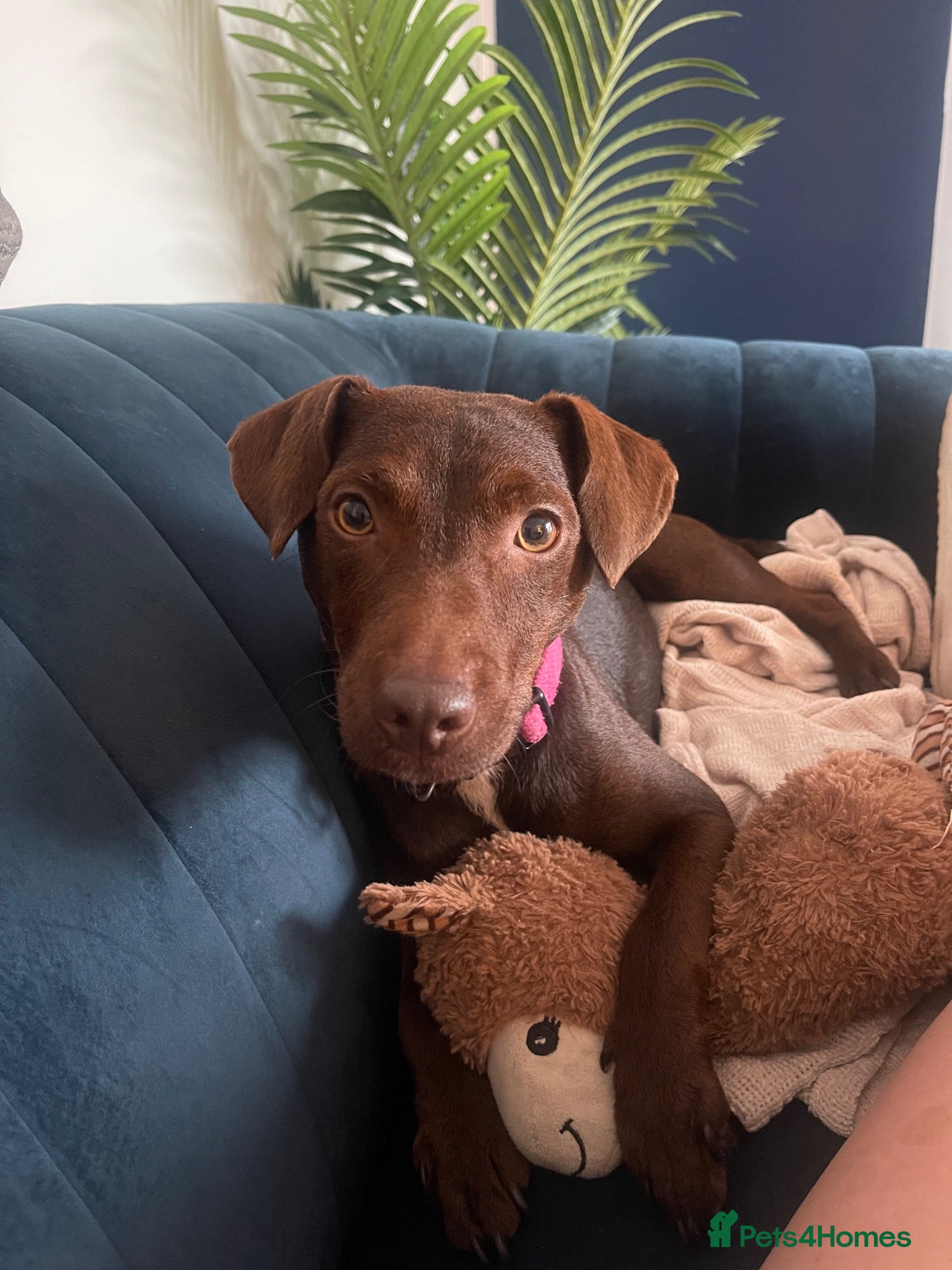 Patterdale Terrier dogs Chocolate Patterdale Terrier  - Advert 7