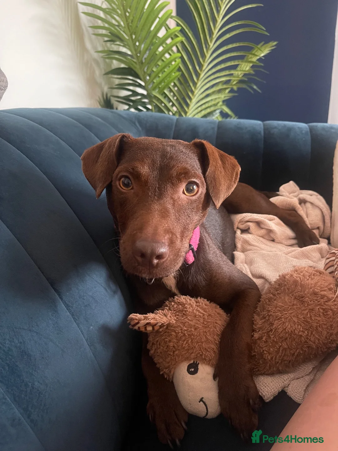 Patterdale Terrier dogs for sale: Chocolate Patterdale Terrier  - Advert 1