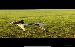 Whippet dogs for sale: Beautiful working whippets  - Image 10