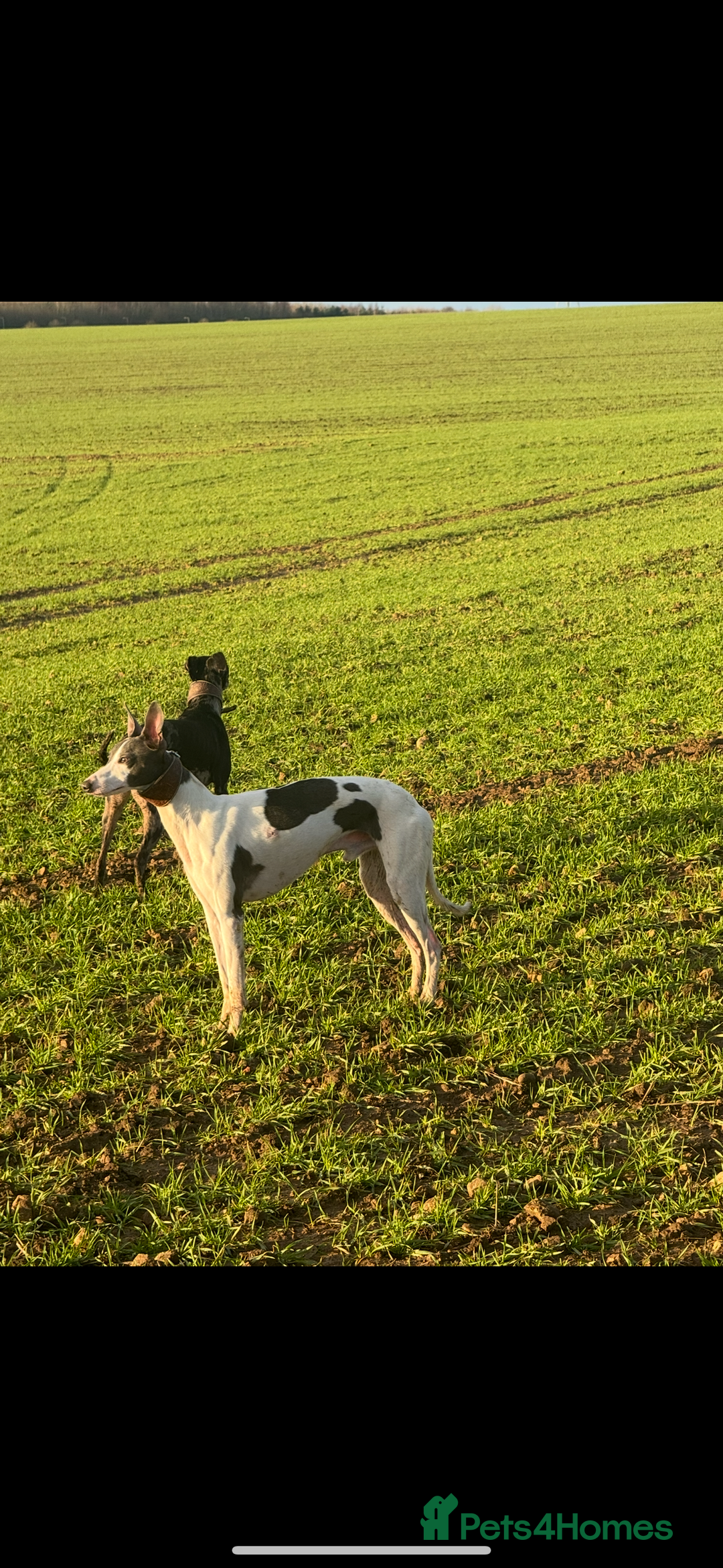 Whippet dogs for sale: Beautiful working whippets  - Image 10