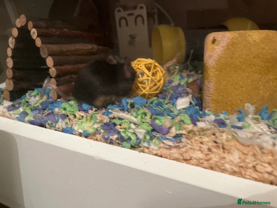 Mouse rodents for sale: Baby fancy mice waiting list  - Advert 6