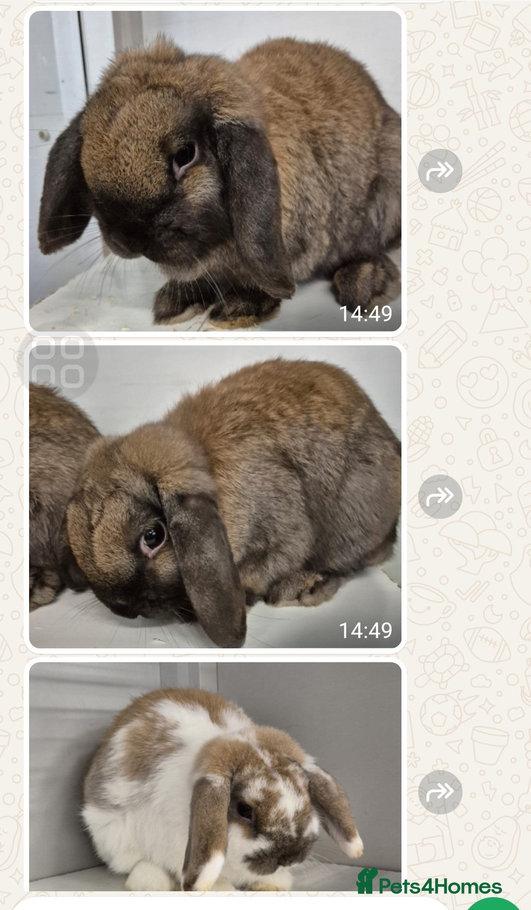 Dwarf Lop rabbits Beautiful Rabbits Available  - Advert 13