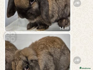 Dwarf Lop rabbits Beautiful Rabbits Available - Advert 13