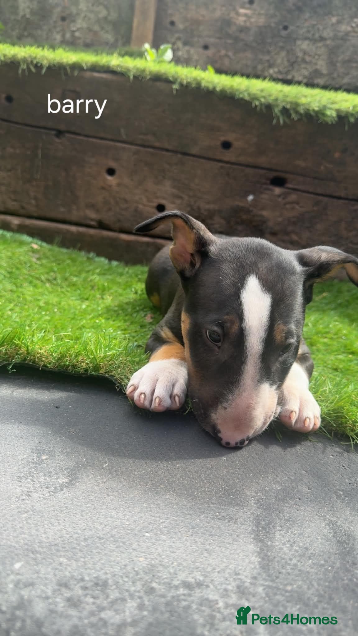 English Bull Terrier dogs 4 BEAUTIFUL ENGLISH BULLS - Advert 2