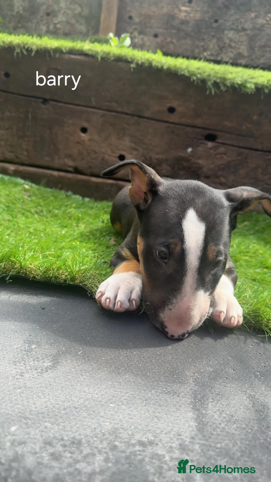 English Bull Terrier dogs for sale: 4 BEAUTIFUL ENGLISH BULLS - Advert 1