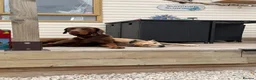 Mixed Breed dogs for sale: 🐾 STUNNING DOBERMAN × LURCHER PUPPIES 🐾 - Advert 17