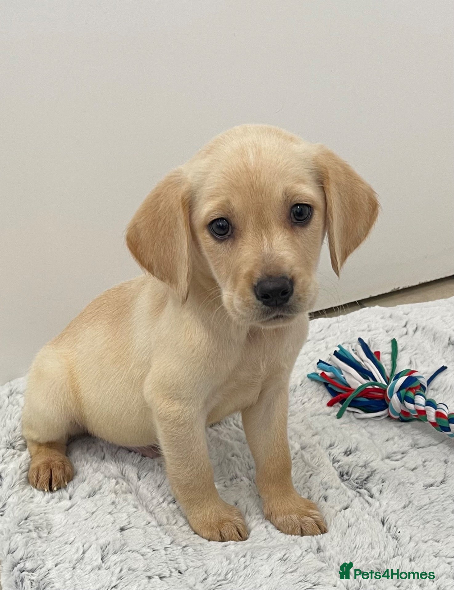 Cockerdor dogs Beautiful cockerdor pups NOW READY - Advert 2