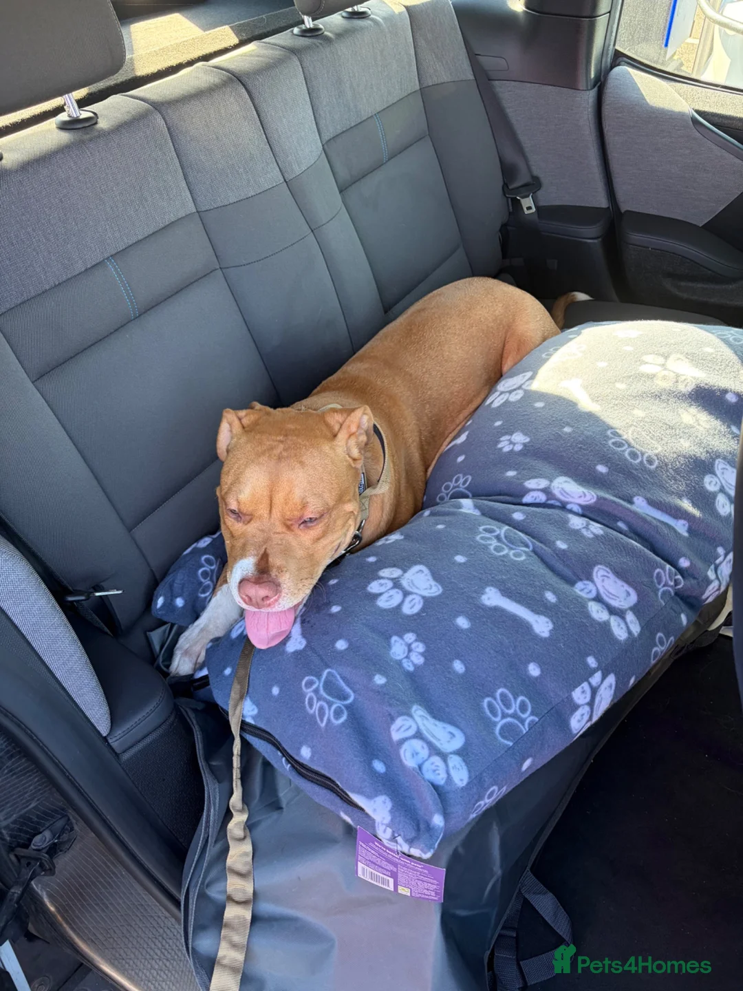 Mixed Breed dogs for sale: Beautiful 8-Month Staffy Cross Puppy  in Bristol - Advert 8