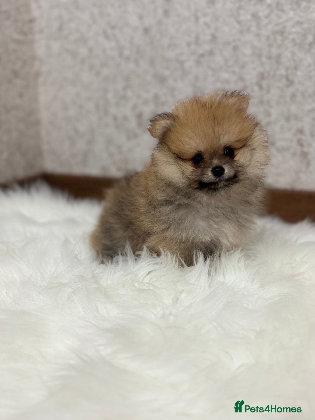 Pomeranian dogs for sale: Kc Registered last boy,ready to go! - Advert 4