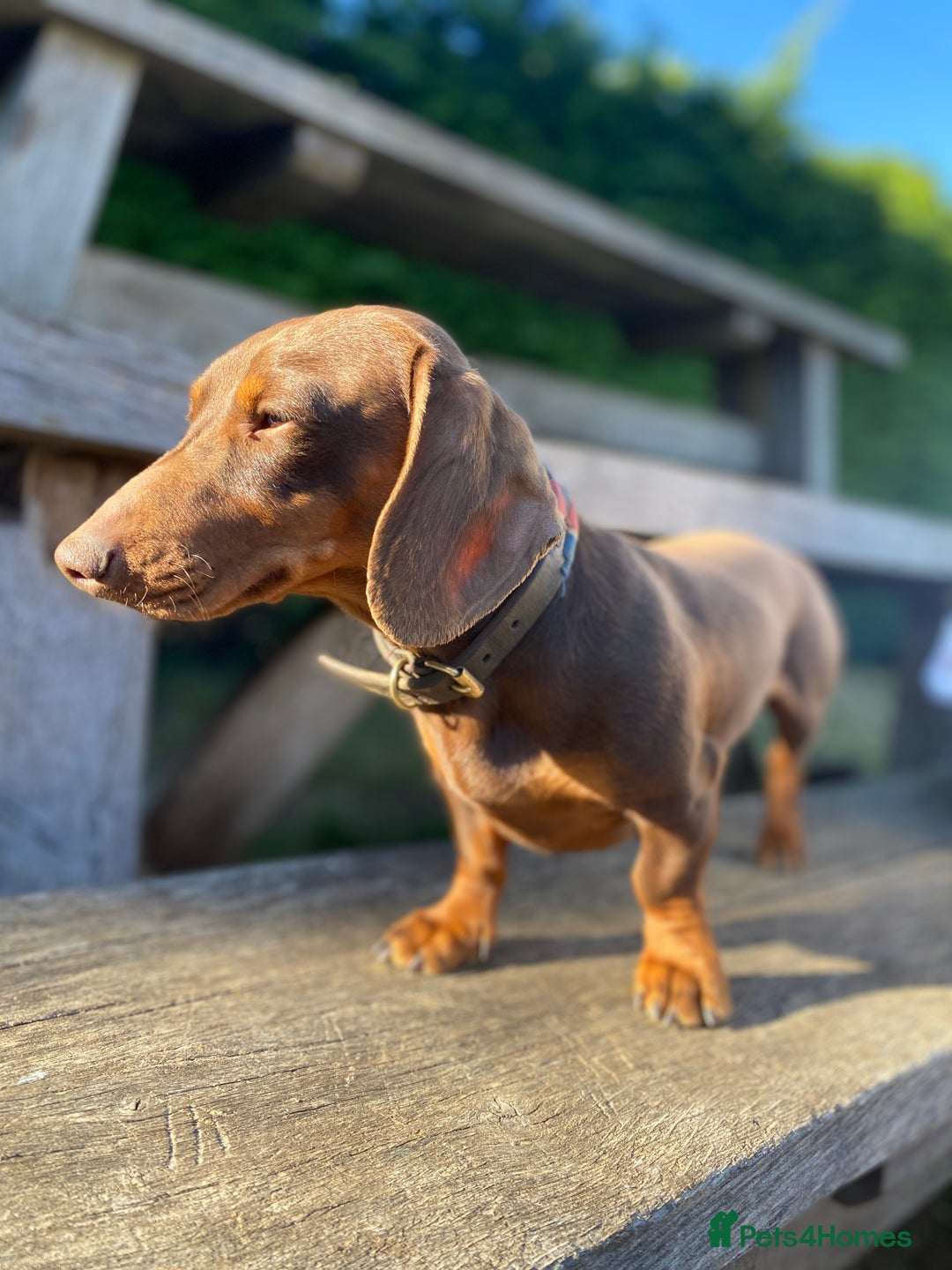 Miniature Dachshund dogs for stud: Kc, pra clear Miniature smooth dachshund. in King's Lynn - Image 20