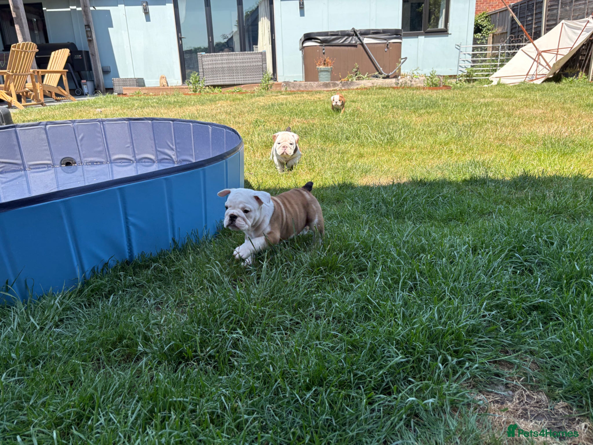 English Bulldog dogs 🐾KC reg Red & White English Bulldog 🐶 - Advert 2