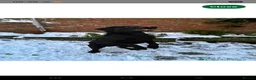 Labrador Retriever dogs for stud: 'Ozzy' Pedigree black lab for stud - Advert 7