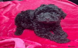 Cockapoo dogs for sale: Stunning cockerpoo puppies - Image 7