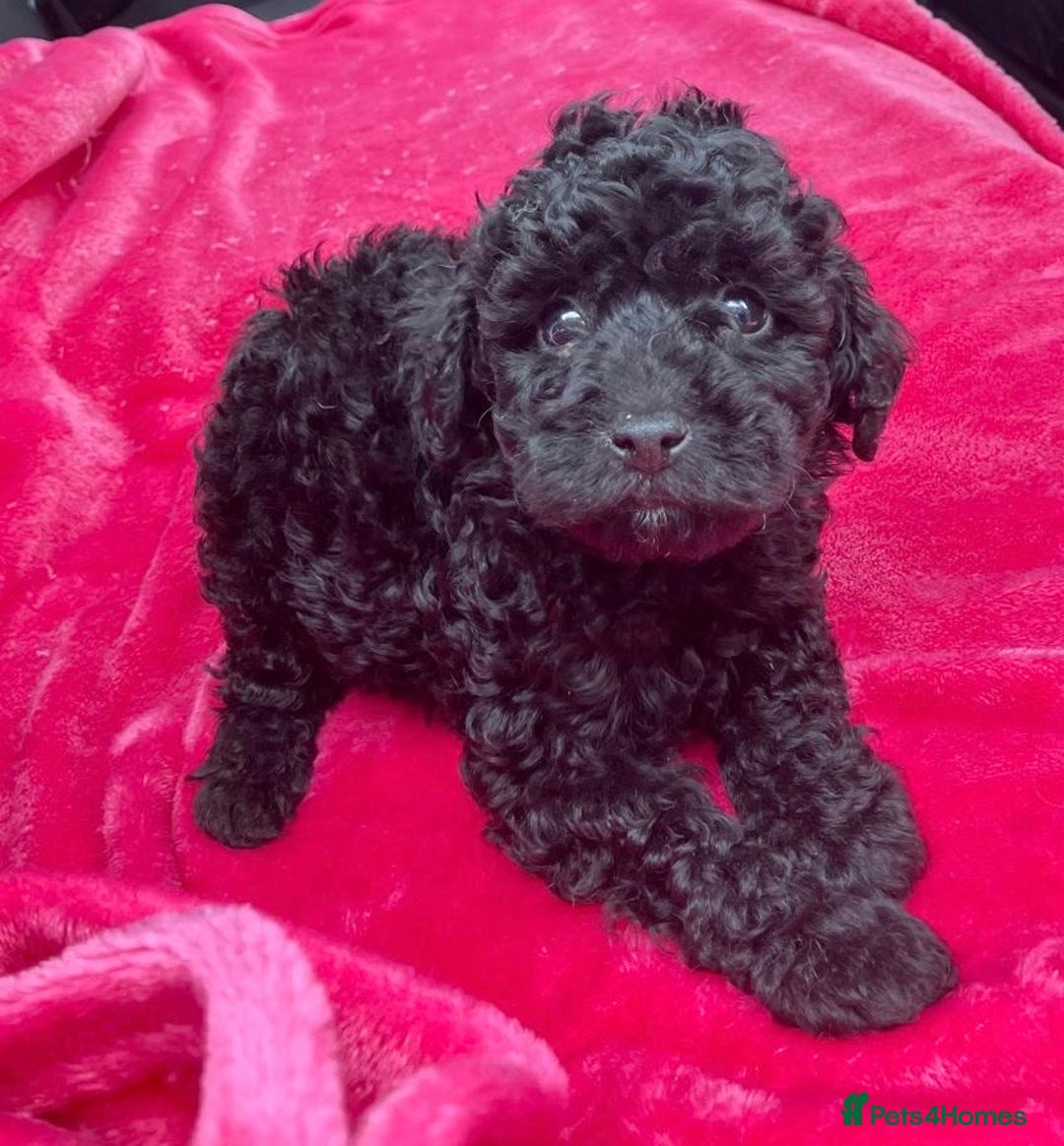 Cockapoo dogs for sale: Stunning cockerpoo puppies - Image 7