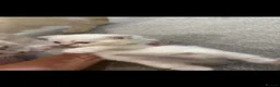 British Shorthair cats for sale: 3 kittens  in Bristol - Advert 10
