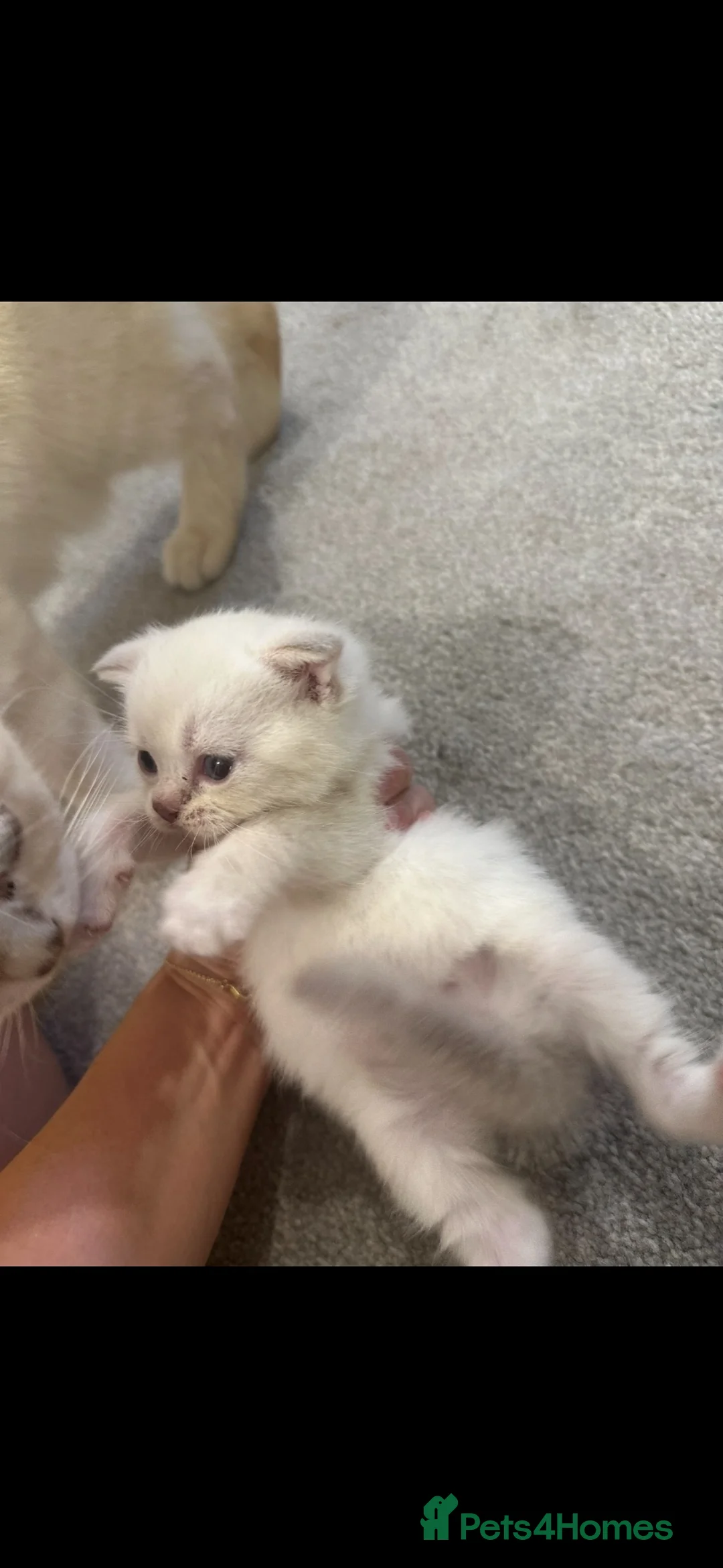 British Shorthair cats for sale: 3 kittens  in Bristol - Advert 10