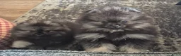 Pomeranian dogs for sale: Gorgeous Pomeranian  - Advert 4
