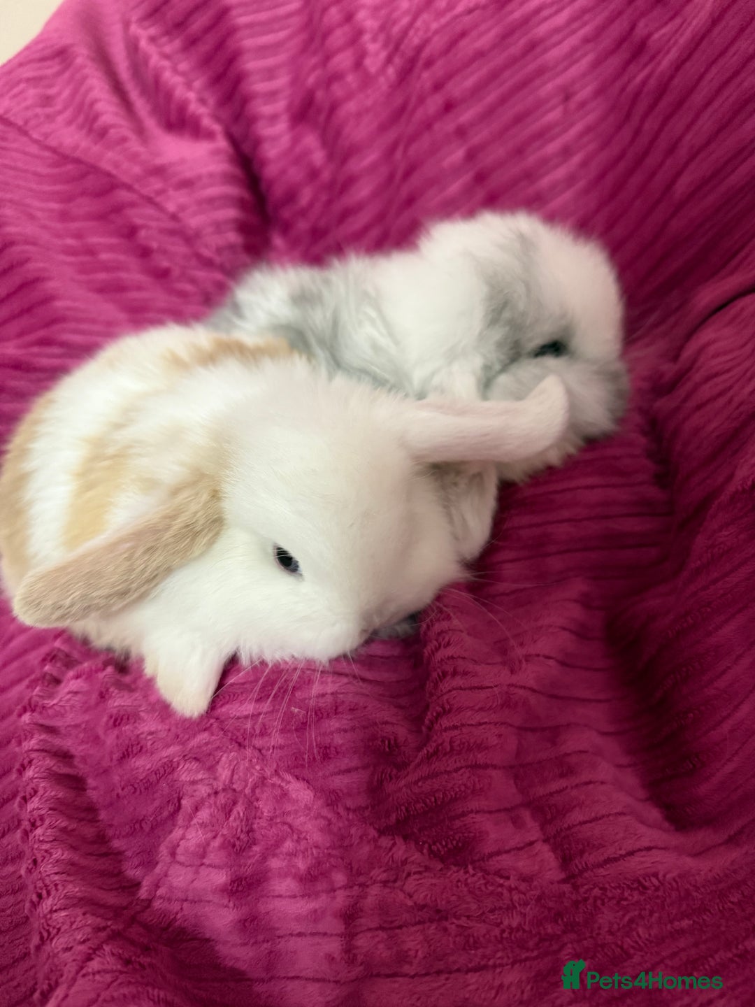Mini Lop rabbits for sale: Beautiful mini lop rabbits  - Image 3
