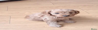 Cockapoo 2