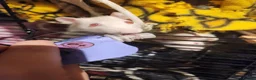 Rat rodents for sale: 5 female rats looking for a new home  in Porth - Advert 9