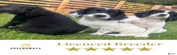 Sprocker dogs for sale: Ready NOW F1b Sprockers Health TESTED - 5* Breeder - Advert 21