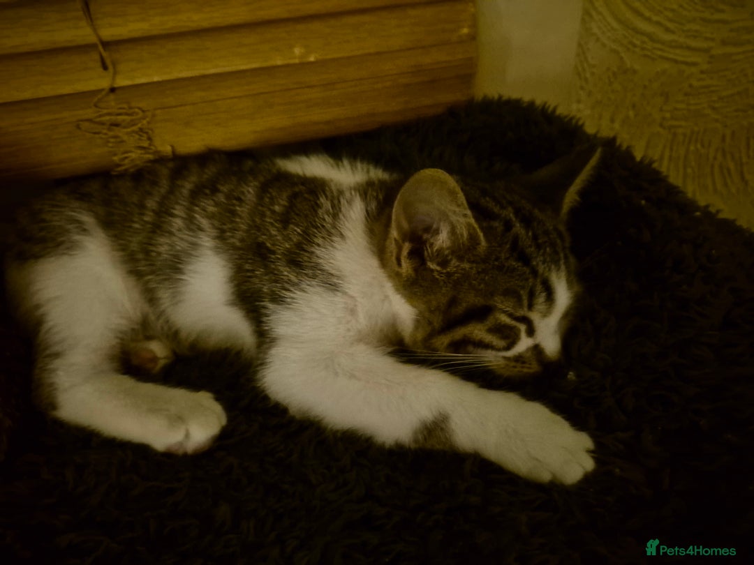 Mixed Breed cats for sale: Kittens ready for new home - Advert 8