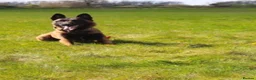 Mixed Breed dogs for sale: German Shepard cross Belgium malli - Advert 8