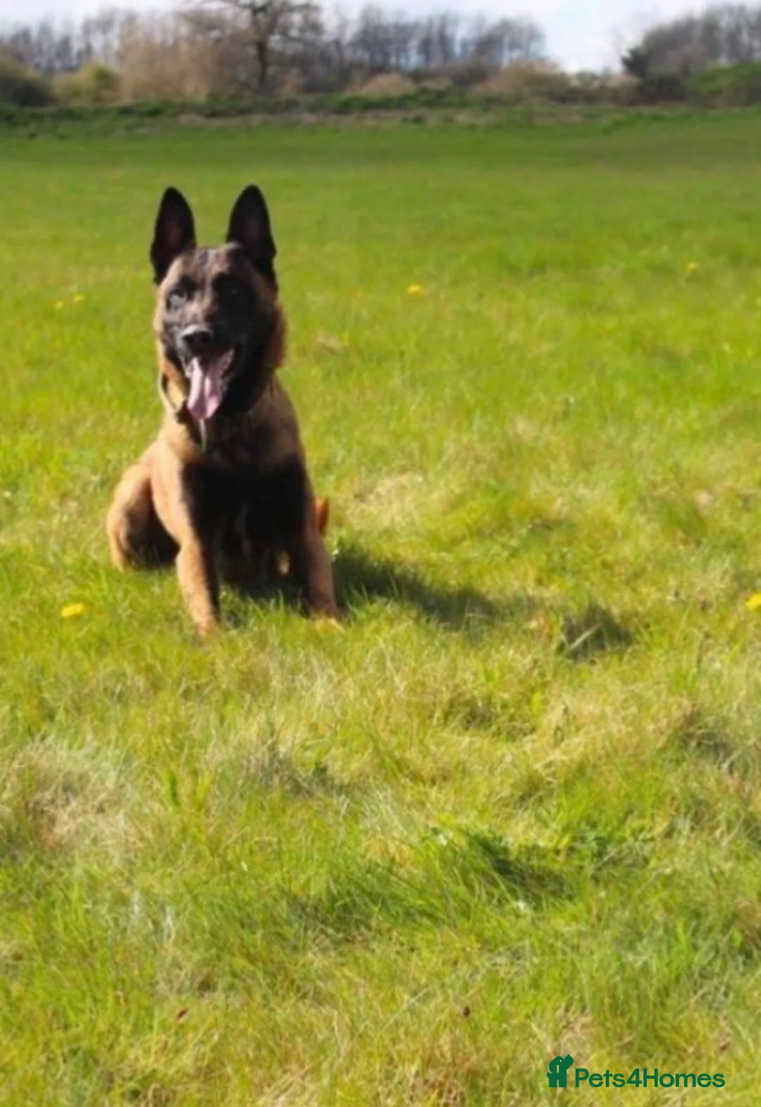 Mixed Breed dogs for sale: German Shepard cross Belgium malli - Advert 8