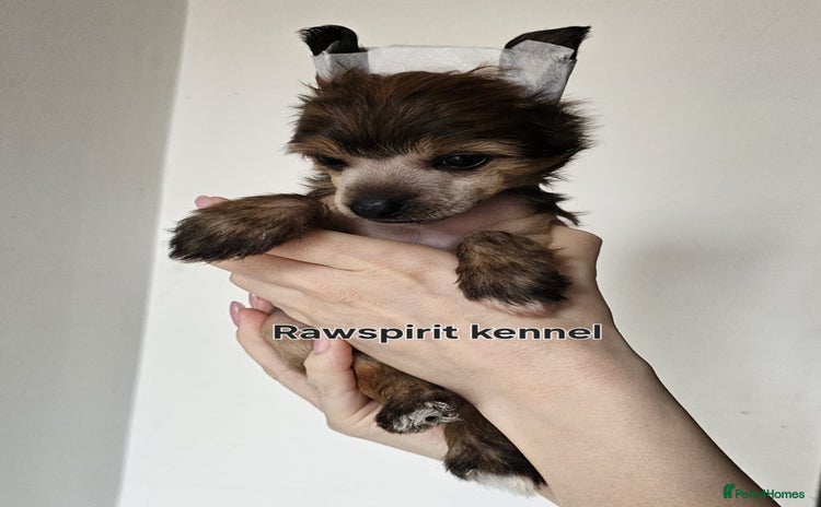 Chinese Crested dogs in Crewe - Advert 5