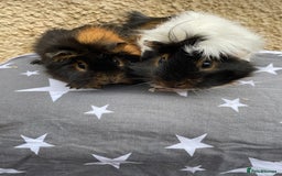 Guinea Pig rodents for sale: 2 girl pairs - Image 4
