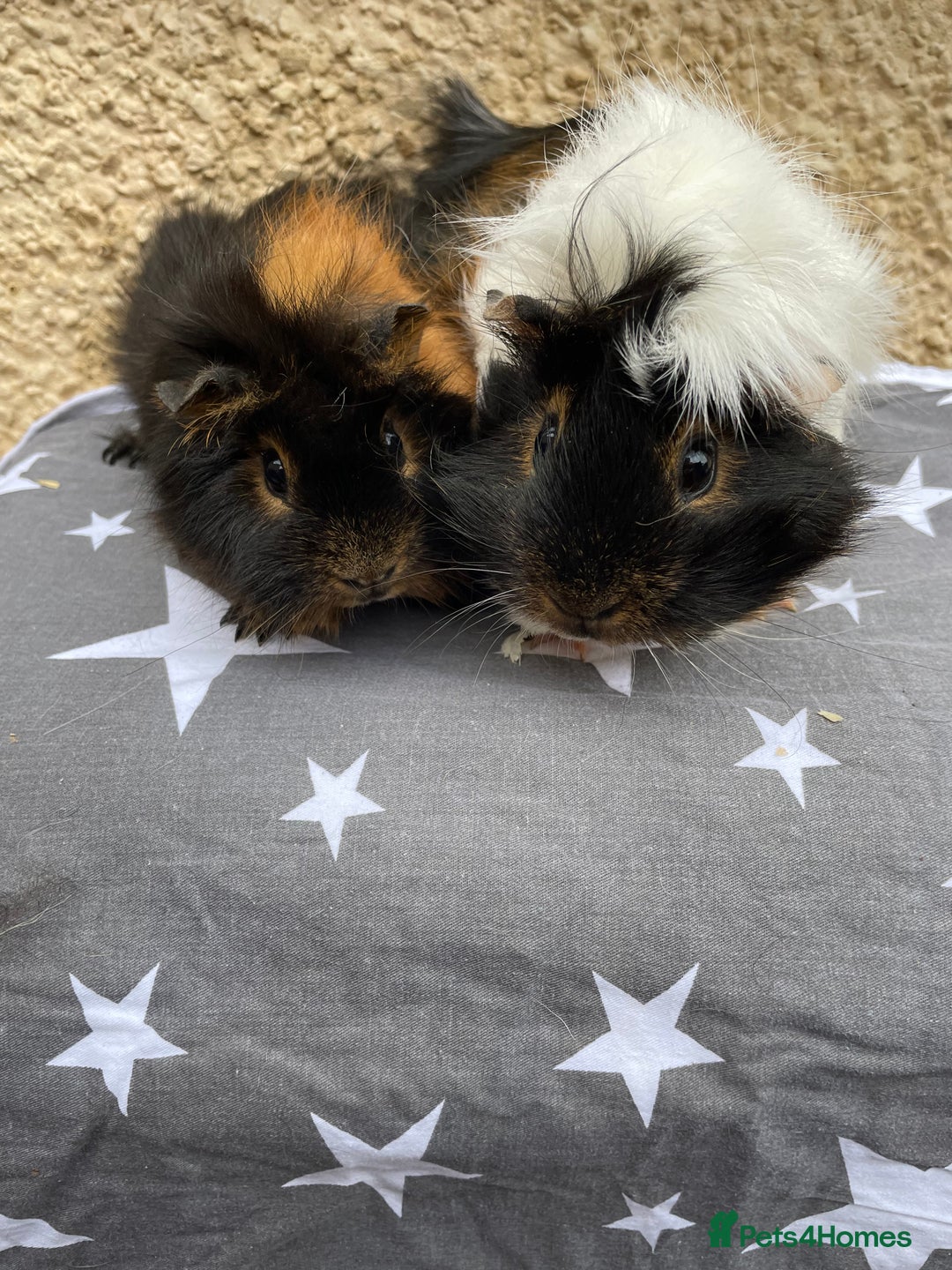 Guinea Pig rodents for sale: 2 girl pairs - Image 4