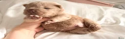 Shar Pei dogs for sale: ⭐️ BEAR COAT Shar pei Pups ⭐️ - Advert 4