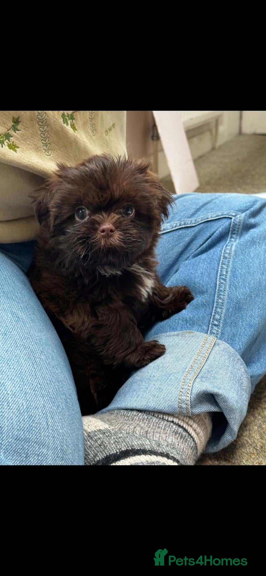 Shih Tzu dogs 5 beautiful KC reg shih Tzu puppies  - Advert 2