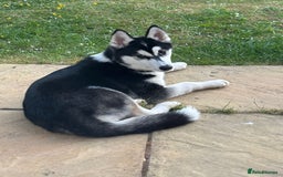 Siberian Husky dogs for sale: Siberian husky 9 months old  - Image 1