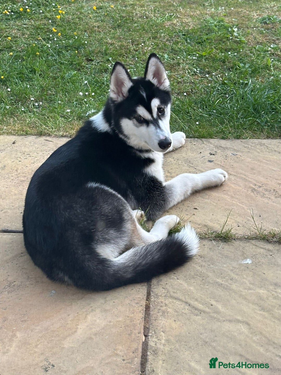 Siberian Husky dogs for sale: Siberian husky 9 months old  - Image 1