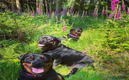 Rottweiler dogs for stud: Ralph the Rottweiler🔥 - Image 5