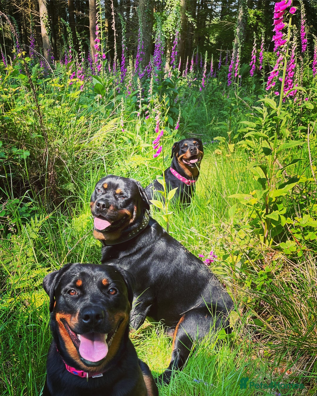 Rottweiler dogs for stud: Ralph the Rottweiler🔥 - Image 5