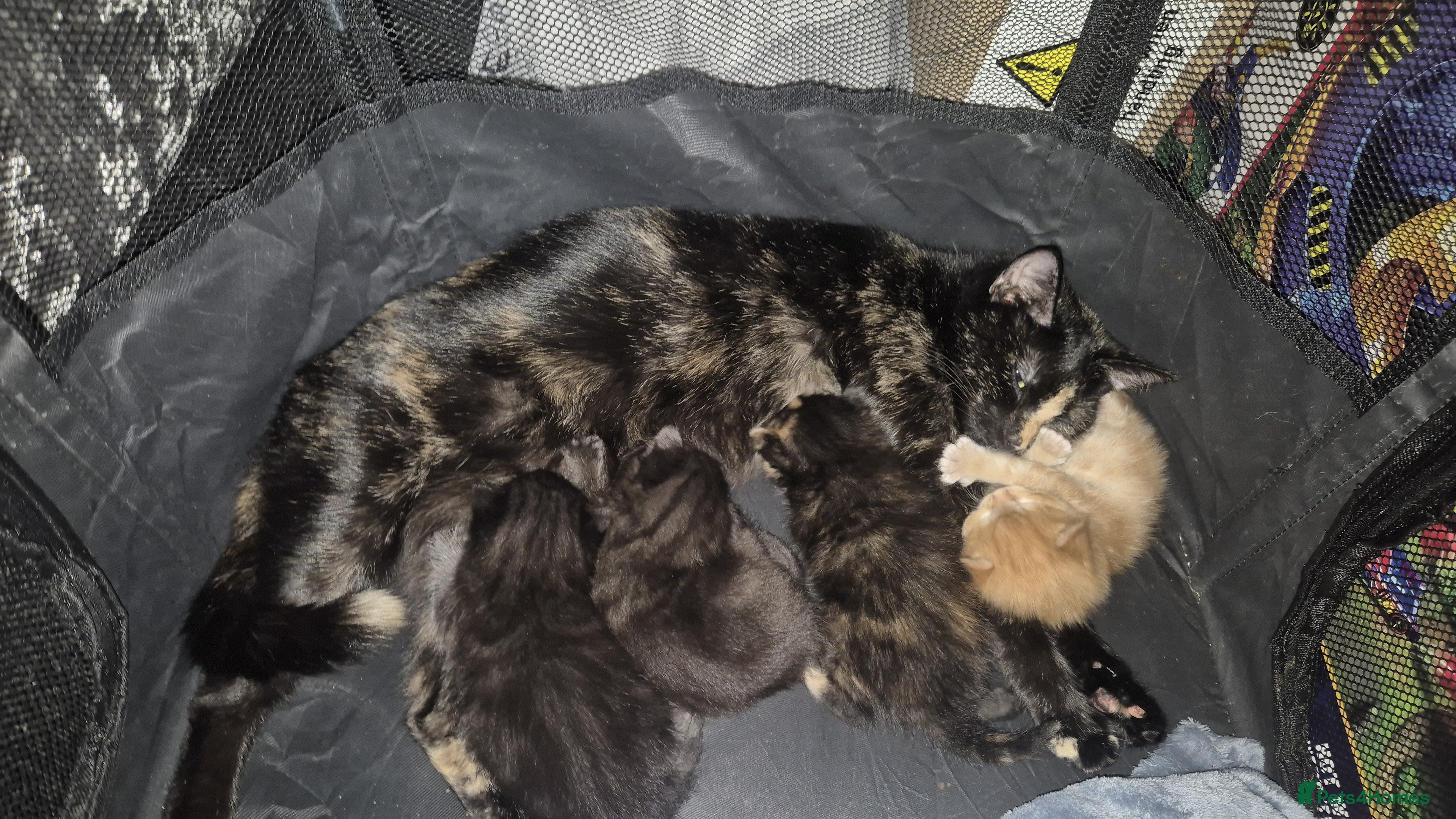 Mixed Breed cats Kittens for sale - Advert 2