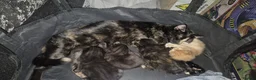 Mixed Breed cats for sale: Kittens for sale - Advert 1