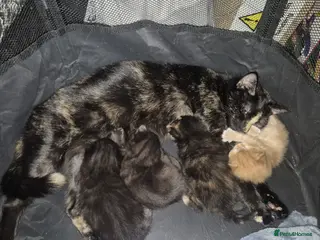 Mixed Breed cats Kittens for sale - Advert 10