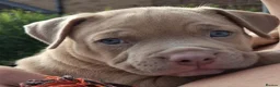 American Bully dogs for sale: Pocket bully boy  in Portsmouth - Advert 1