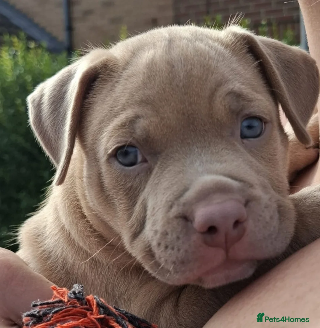 American Bully dogs for sale: Pocket bully boy  in Portsmouth - Advert 1