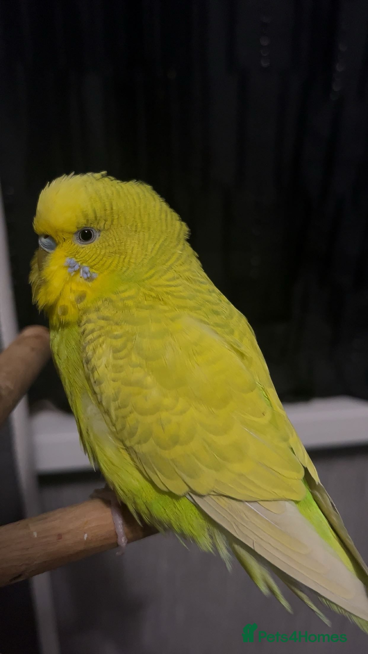 Budgerigars birds Budgie for sale - Advert 5