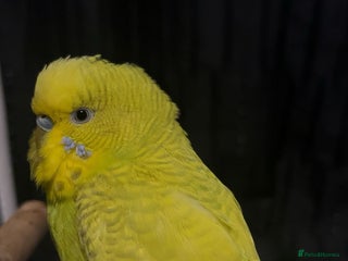 Budgerigars birds Budgie for sale - Advert 11