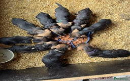 Dachshund dogs for sale: Teckle pups available  - Image 11