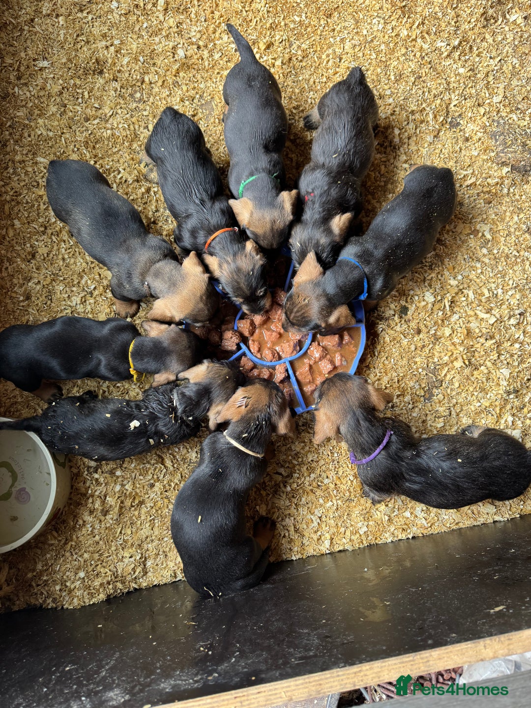 Dachshund dogs for sale: Teckle pups available  - Image 11