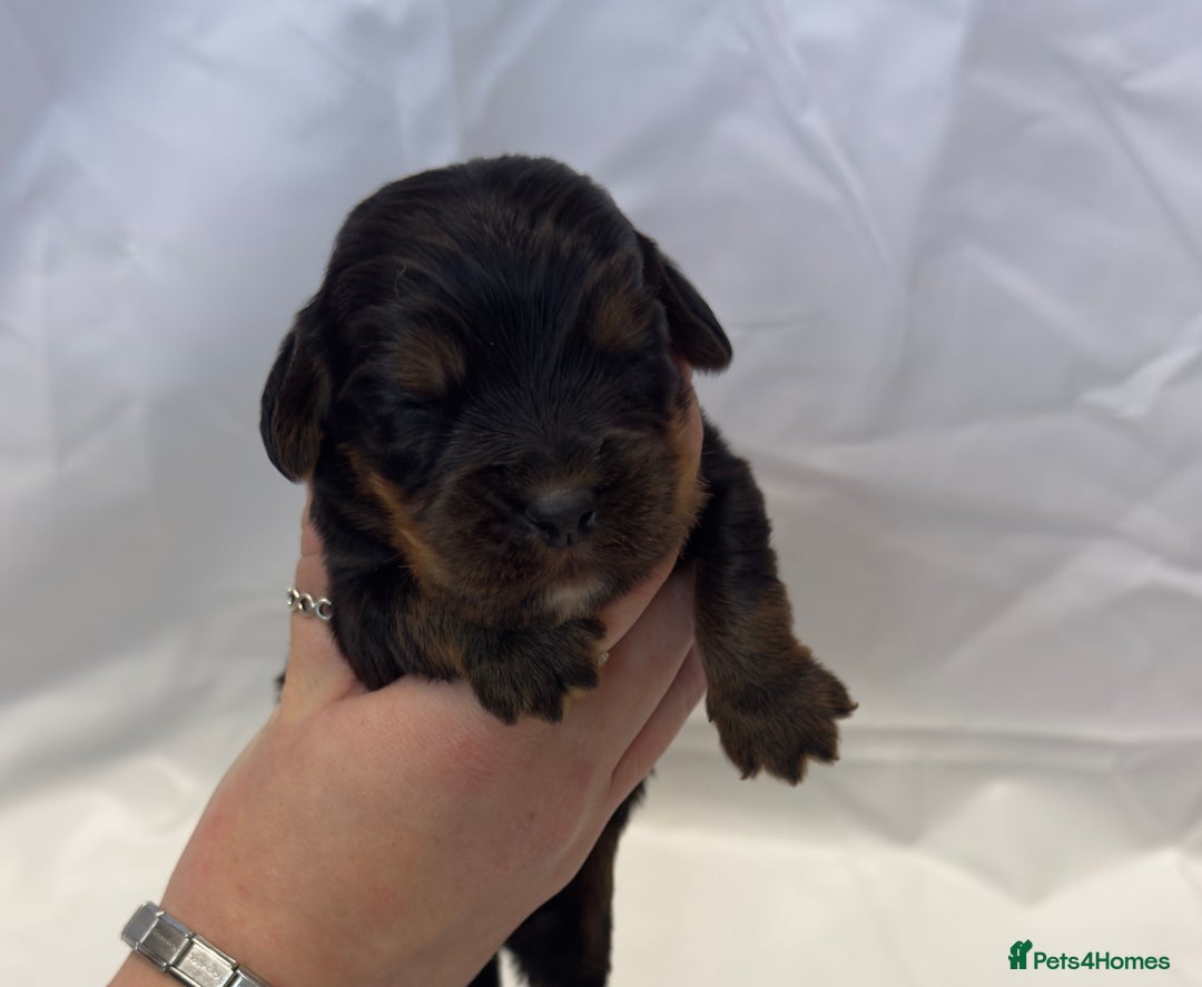 Cocker Spaniel dogs for sale: Bred From Extensively Health Tested Parents  - Advert 11