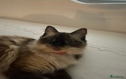 Ragdoll cats for sale: Ragdoll Female - Image 2