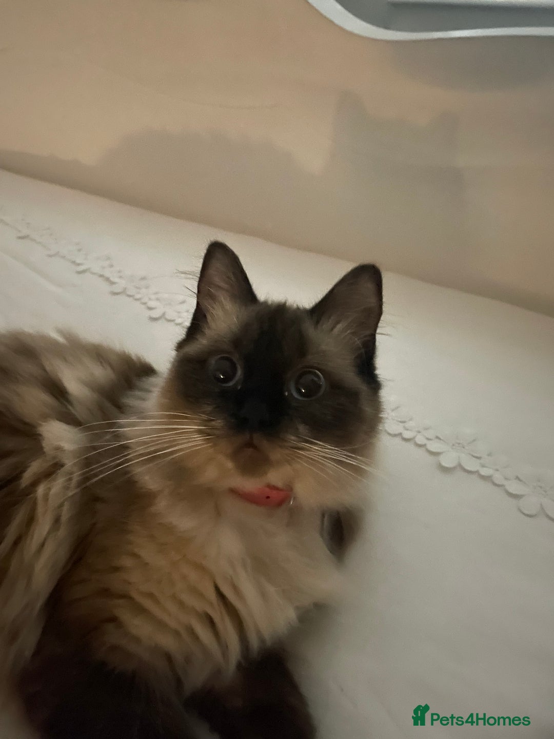 Ragdoll cats for sale: Ragdoll Female - Image 2