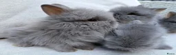 Lionhead rabbits for sale: Fluffy double mane lion head rabbits for sale  - Advert 27